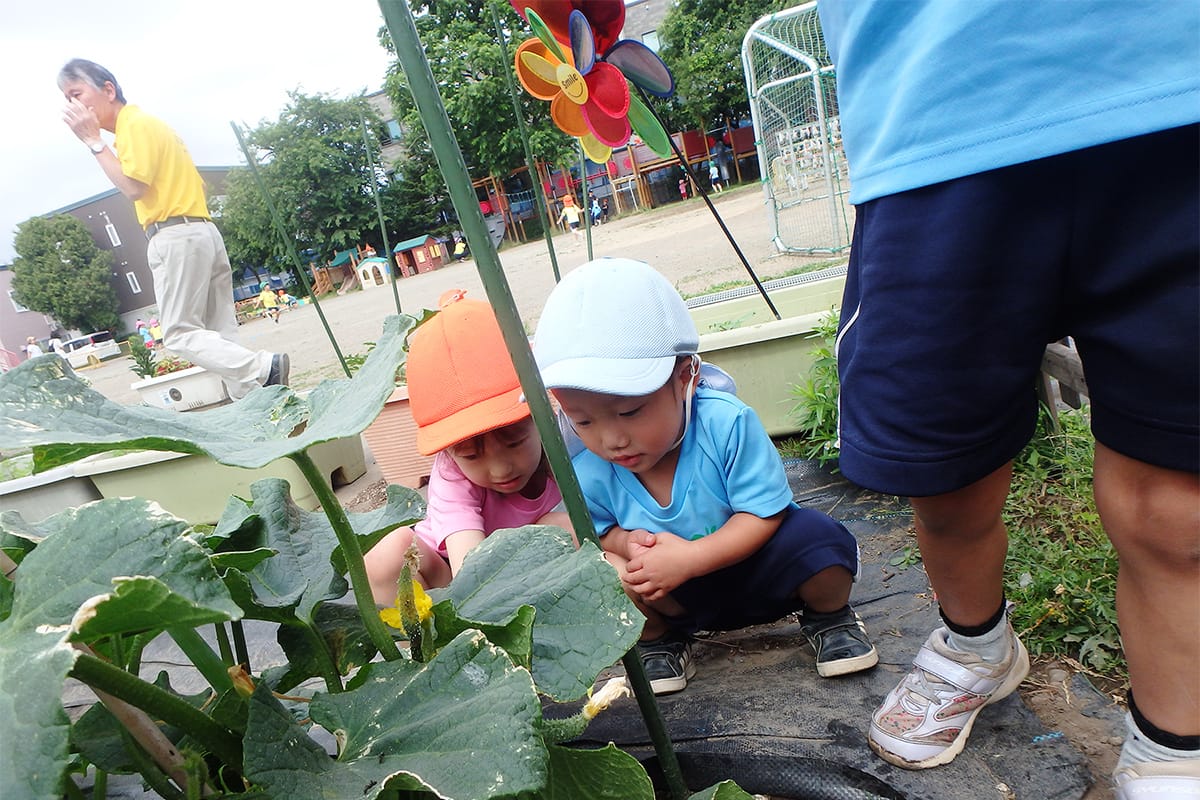 畑の野菜を観察する園児